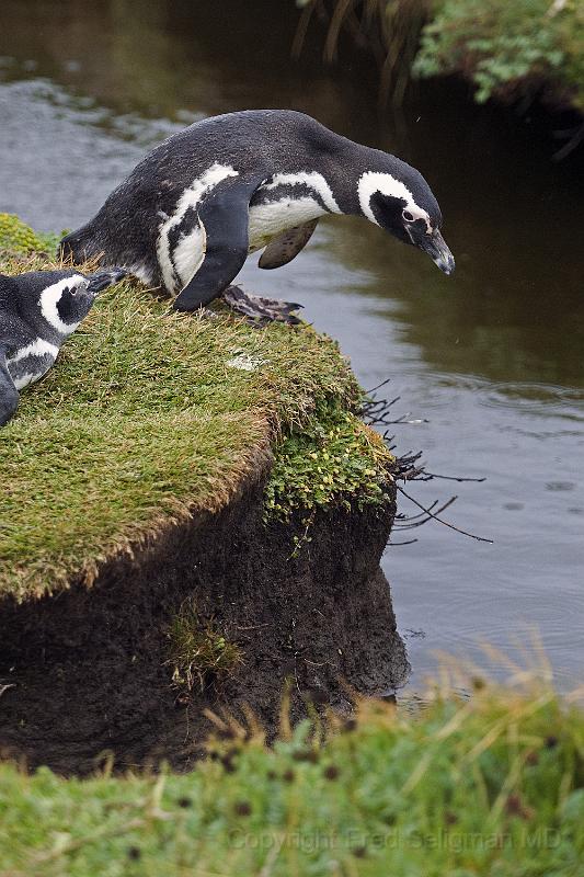 20071214 111027 D200 2600x3900.jpg - March of the Penguins, Otway Sound, Puntas Arenas, Chile.  "Lean forward 90 degrees, momemtum does the rest"